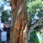 tree_1services