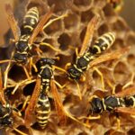 waspcontrolmelbourne
